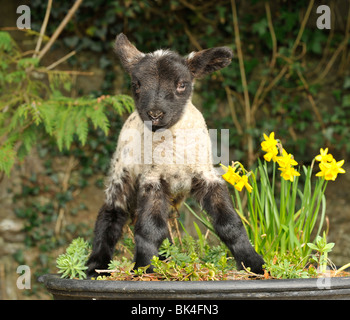 lamb with springtime flowers in UK Stock Photo