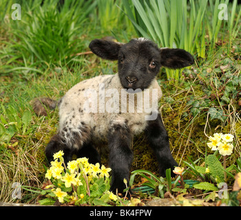 lamb in primroses, spring uk Stock Photo