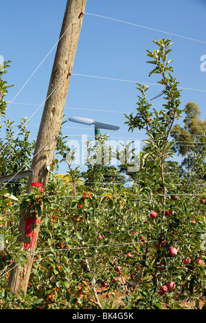 An apple orchard near Shepperton, Victoria, Australia. Stock Photo