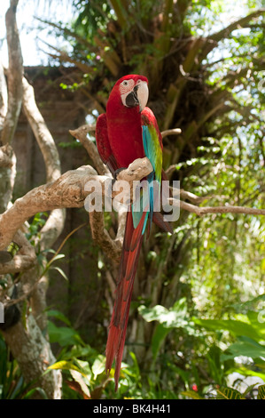 Red-and-green Macaw, Ara chloropterus Stock Photo