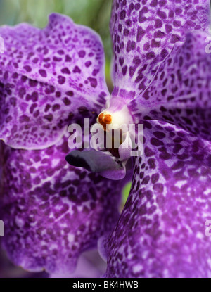 Blue Orchid, Vanda coerulea, Orchidaceae. Stock Photo