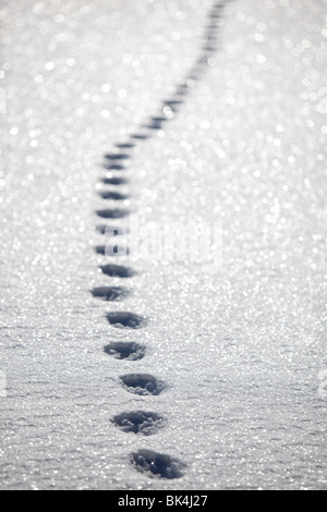 Cat trail on snow Stock Photo