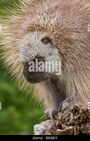 Adult male North American porcupine, Erethizon dorsatum, Minnesota, USA Stock Photo