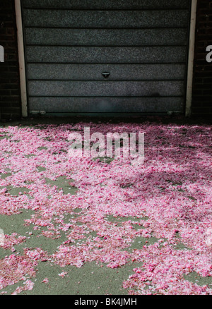 Scattering of fallen pink blossom on ground in front of metal garage door Stock Photo