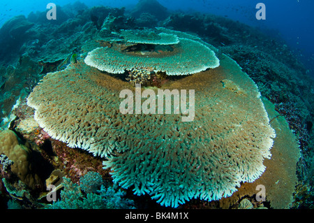 Staghorn coral on coral reef Komodo National Park Indonesia Stock Photo