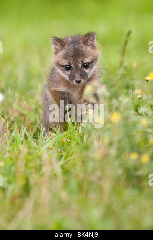 Grey fox kit, Urocyon cinereoargenteus, 4 weeks old, native to southern Canada, the USA and into South America Stock Photo