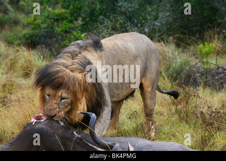 Male lion eating a kudu antelope Stock Photo