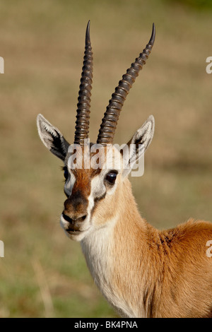 Male Thomsons Gazelle (Gazella thomsonii), Masai Mara National Reserve ...