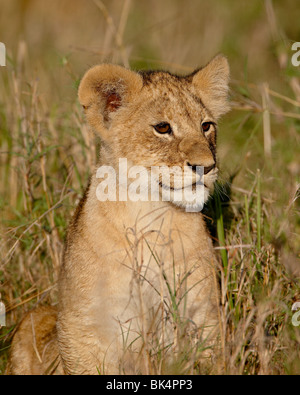Lion (Panthera leo) cub, Masai Mara National Reserve, Kenya, East Africa, Africa Stock Photo