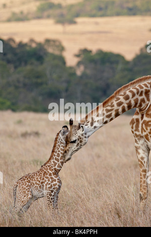 Mother and baby Masai Giraffe (Giraffa camelopardalis tippelskirchi) just days old, Masai Mara National Reserve, Kenya Stock Photo