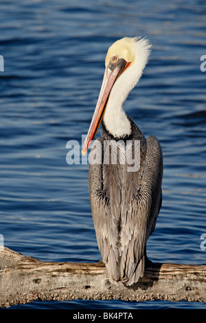 American White Pelican (Pelecanus erythrorhynchos), Sonny Bono Salton Sea National Wildlife Refuge, California,USA Stock Photo