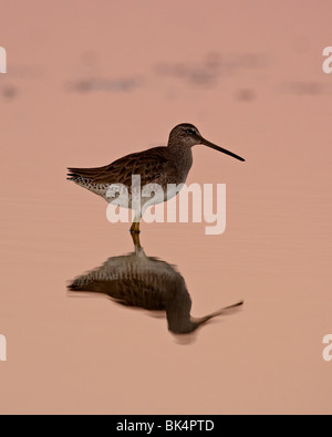 Short-Billed Dowitcher, Sonny Bono Salton Sea National Wildlife Refuge, California, USA Stock Photo