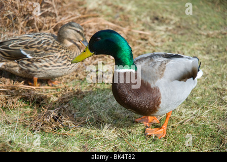 Male mallard duck with female Stock Photo