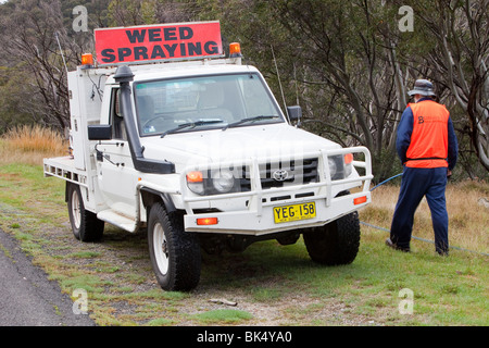 Spraying weed killer on introduced plant species that are out competing with native flora in the Snowy Mountains, Australia. Stock Photo