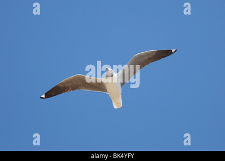 Adult Grey-headed Gull (Larus cirrocephalus) flying over Kololi Beach, The Gambia, West Africa. April 2000. Stock Photo