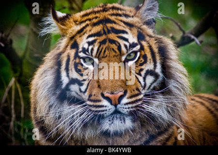 Sumatran tiger - Panthere tigris sumatrae Stock Photo