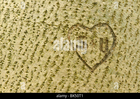 Heart and Initials Carved into Tree Trunk Stock Photo