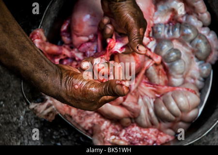A Cuban man processing the pig intestines in the bucket during the hog killing in Santiago de Cuba, Cuba. Stock Photo