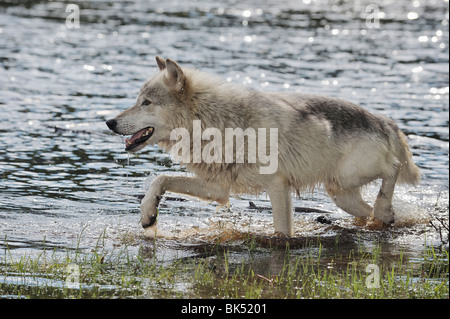 Gray Wolf in Water, Minnesota, USA Stock Photo