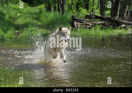 Gray Wolf Running through Water, Minnesota, USA Stock Photo