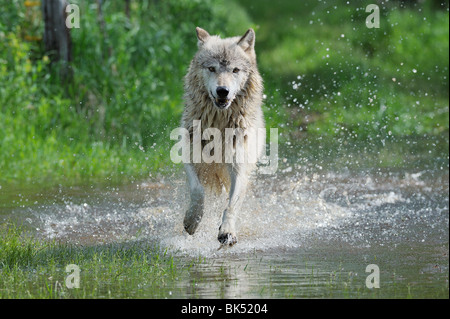 Gray Wolf Running through Water, Minnesota, USA Stock Photo