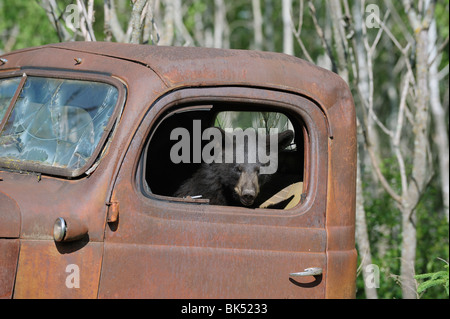 Black Bear in Abandoned Truck, Minnesota, USA Stock Photo