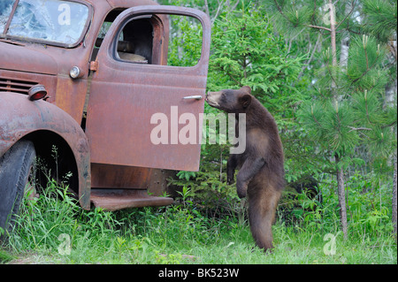 Black Bear Looking in Old Truck, Minnesota, USA Stock Photo