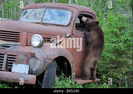 Black Bear Looking in Old Truck, Minnesota, USA Stock Photo