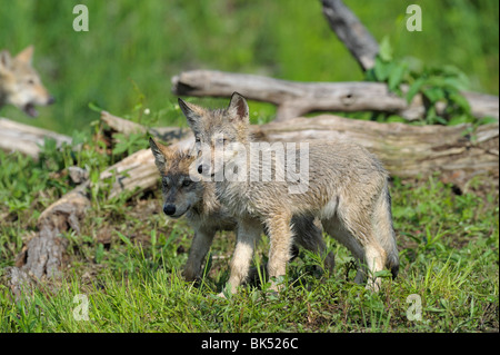 Gray Wolf Pups, Minnesota, USA Stock Photo