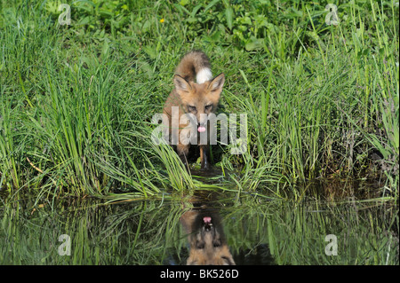 American Red Fox Pup at Water, Minnesota, USA Stock Photo