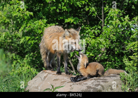 American Red Fox with Pup, Minnesota, USA Stock Photo