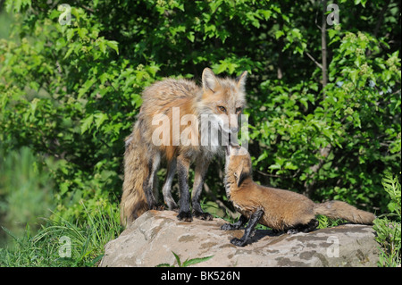 American Red Fox Pup, Minnesota, USA Stock Photo