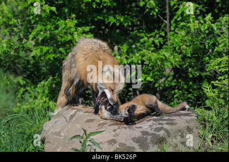 American Red Fox with Pup, Minnesota, USA Stock Photo