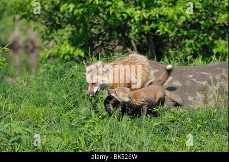 American Red Fox with Pup, Minnesota, USA Stock Photo