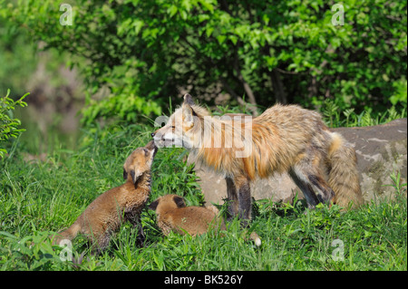 American Red Fox with Pups, Minnesota, USA Stock Photo