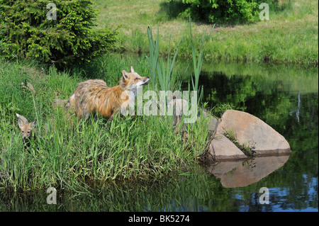 American Red Fox with Pup, Minnesota, USA Stock Photo