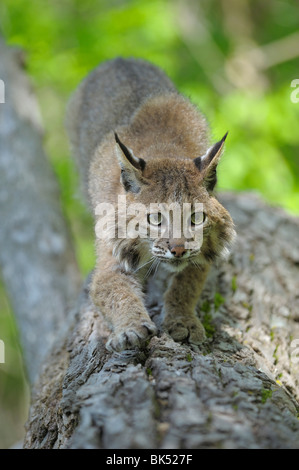 Bobcat, Minnesota, USA Stock Photo