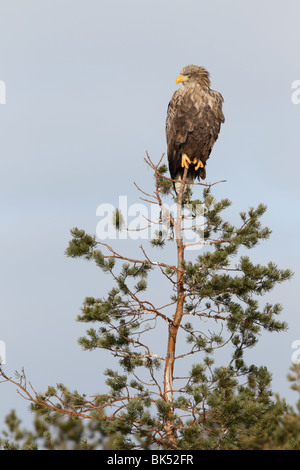 Adult White-tailed Eagle (Haliaetus albicilla) on bog pine. Stock Photo