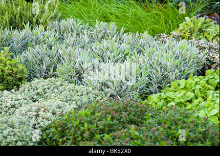 Herb Garden Stock Photo