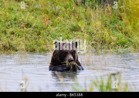 Grizzly Bear, Kenai Wildlife Preserve, Kenai Peninsula, Alaska, USA Stock Photo