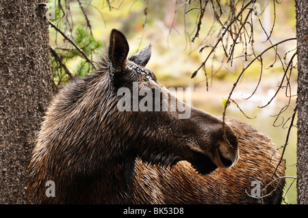 Moose, Jasper National Park, Alberta, Canada Stock Photo