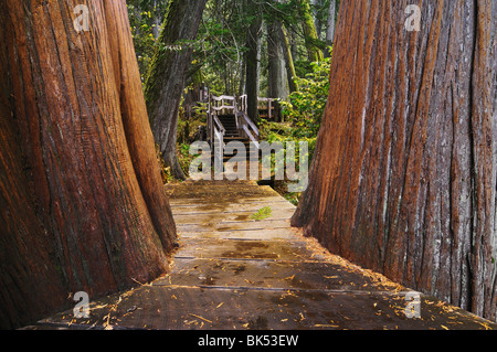 Giant Cedars Trail, Mount Revelstoke National Park, British Columbia, Canada Stock Photo