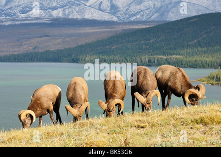Group of Bighhorn Sheep Feeding Near Lake Talbot, Jasper National Park, Alberta, Canada Stock Photo