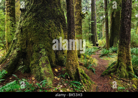 Old Growth Rainforest, Carmanah Walbran Provincial Park, Vancouver Island, British Columbia, Canada Stock Photo