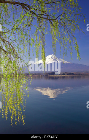 Spring Willow Over Lake Kawaguchi, Mount Fuji in the Background, Japan Stock Photo