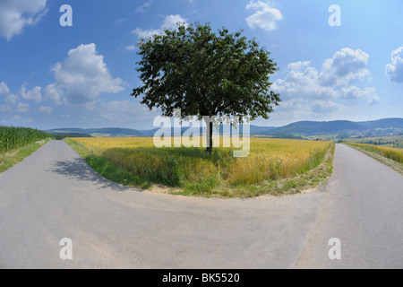 Forked Road and Cherry Tree, Franconia, Bavaria, Germany Stock Photo