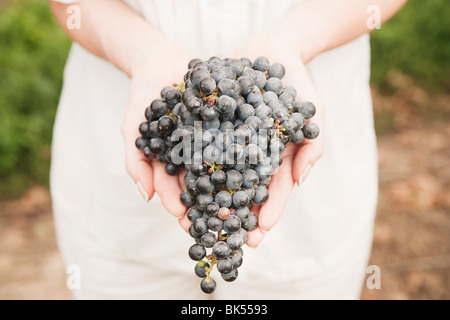 Close-up of Woman Holding Grapes Stock Photo