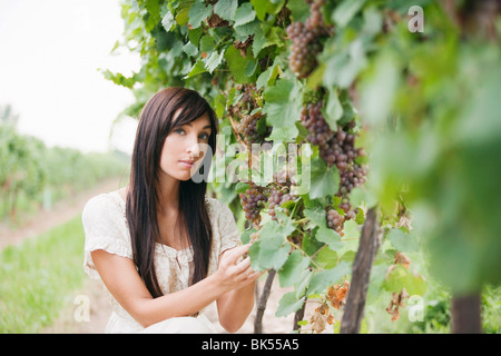 Wine Maker Checking Grapes Stock Photo