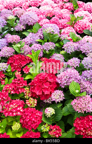 Hydrangea Stock Photo