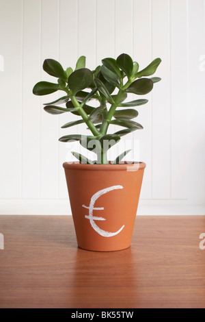 Potted Jade Plant with Euro Sign Stock Photo